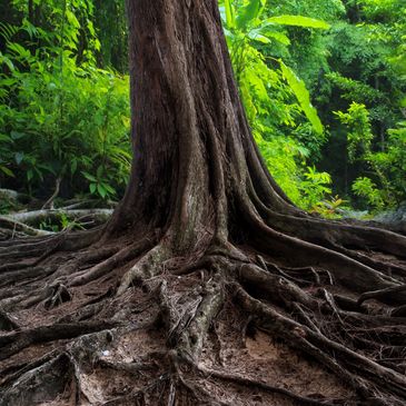 A tropical tree with strong roots growing in a jungle