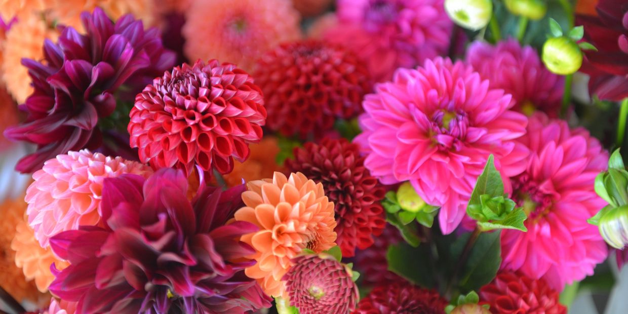 A vibrant mix of colorful dahlia flowers.