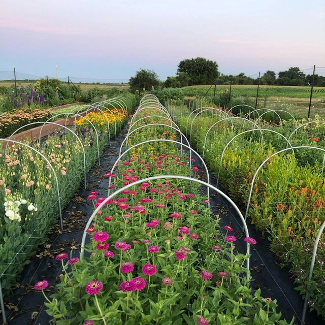 2023 UPick Flower Farm Experience