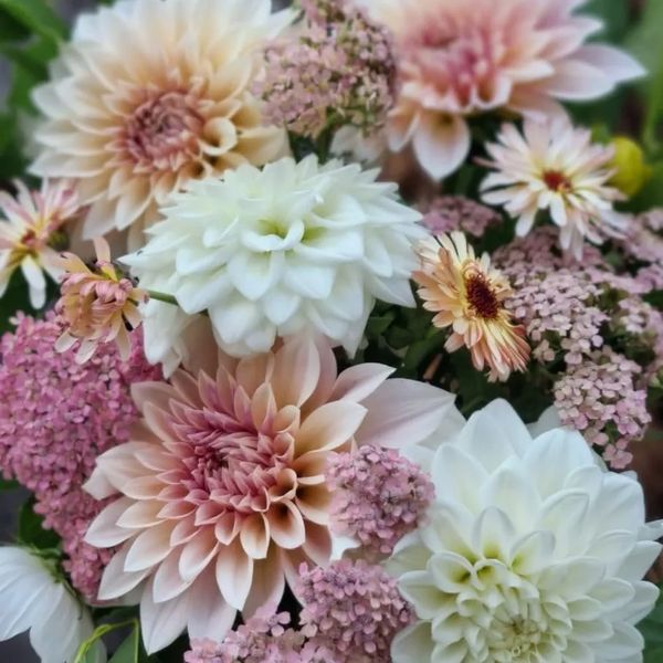 A wedding bouquet of bush, pink and white dahlia flowers including Cafe au Lait dahlias.