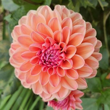 In front of green foliage is a peach dahlia, its regular petals becoming pink toward the centre.