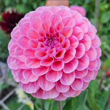 A pink dahlia flower with regular, closely packed, rounded petals green foliage in the background.
