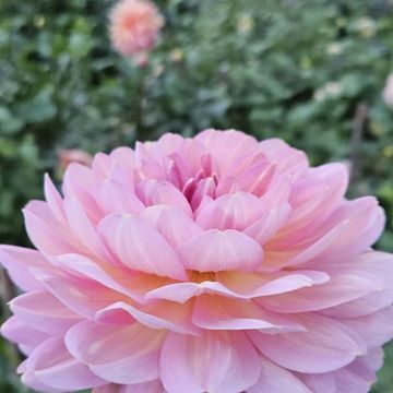 A beautiful dahlia flower called Hapet Old Charm, a dusky pink waterlilly.