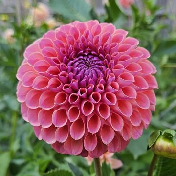 A ball dahlia with regular dusky pink petals and magenta centre surrounded by green foliage and buds