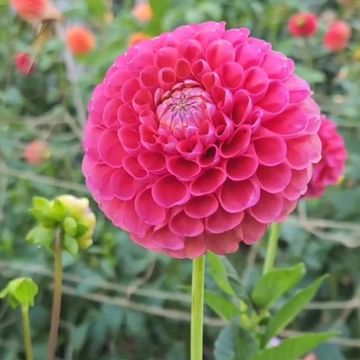 A pink dahlia with closely packed regular petals on a straight green stem, in a dahlia field