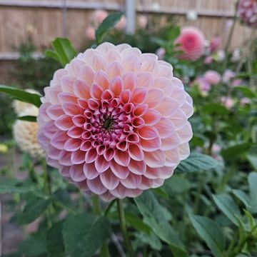A soft baby pink dahlia called Natalie G surrounded by other dahlias and foliage