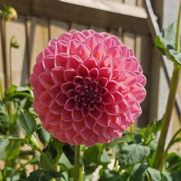 A pink dahlia with regular, pointed petals in front of a garden fence