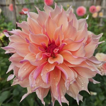 A curly peach and pink labyrinth dahlia flower in full bloom, in a dahlia field.
