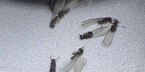 Several dead winged insects on a rough white surface.
