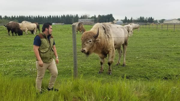 Buffalo versus human in the Canadian Rockies