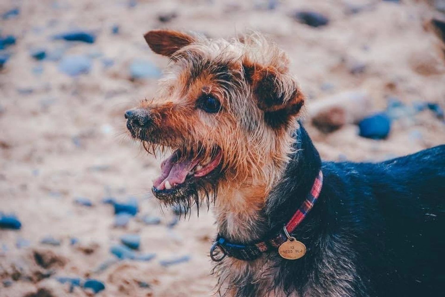 Our dog Alfie who we lost last year
