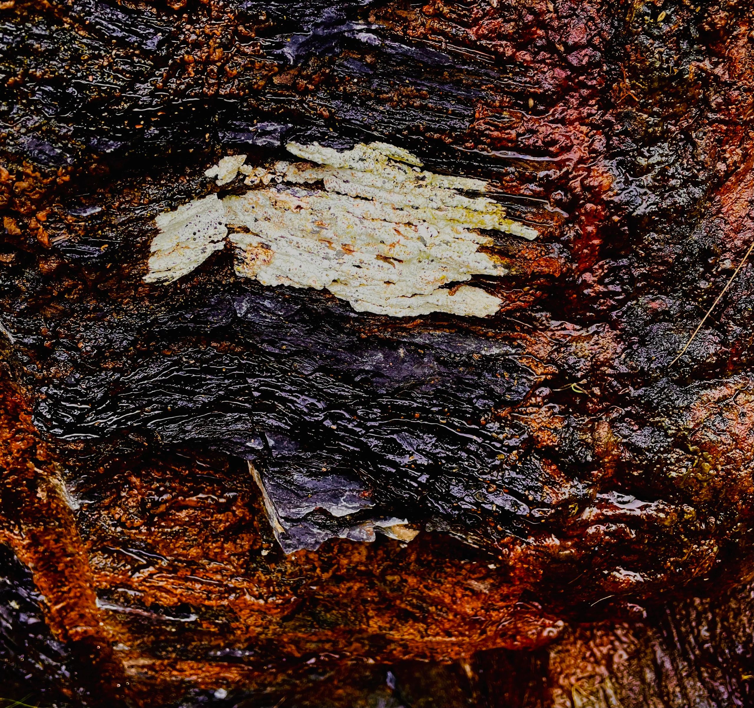 Close-up of textured, wet, multicolored bark with black, brown, and white patches.