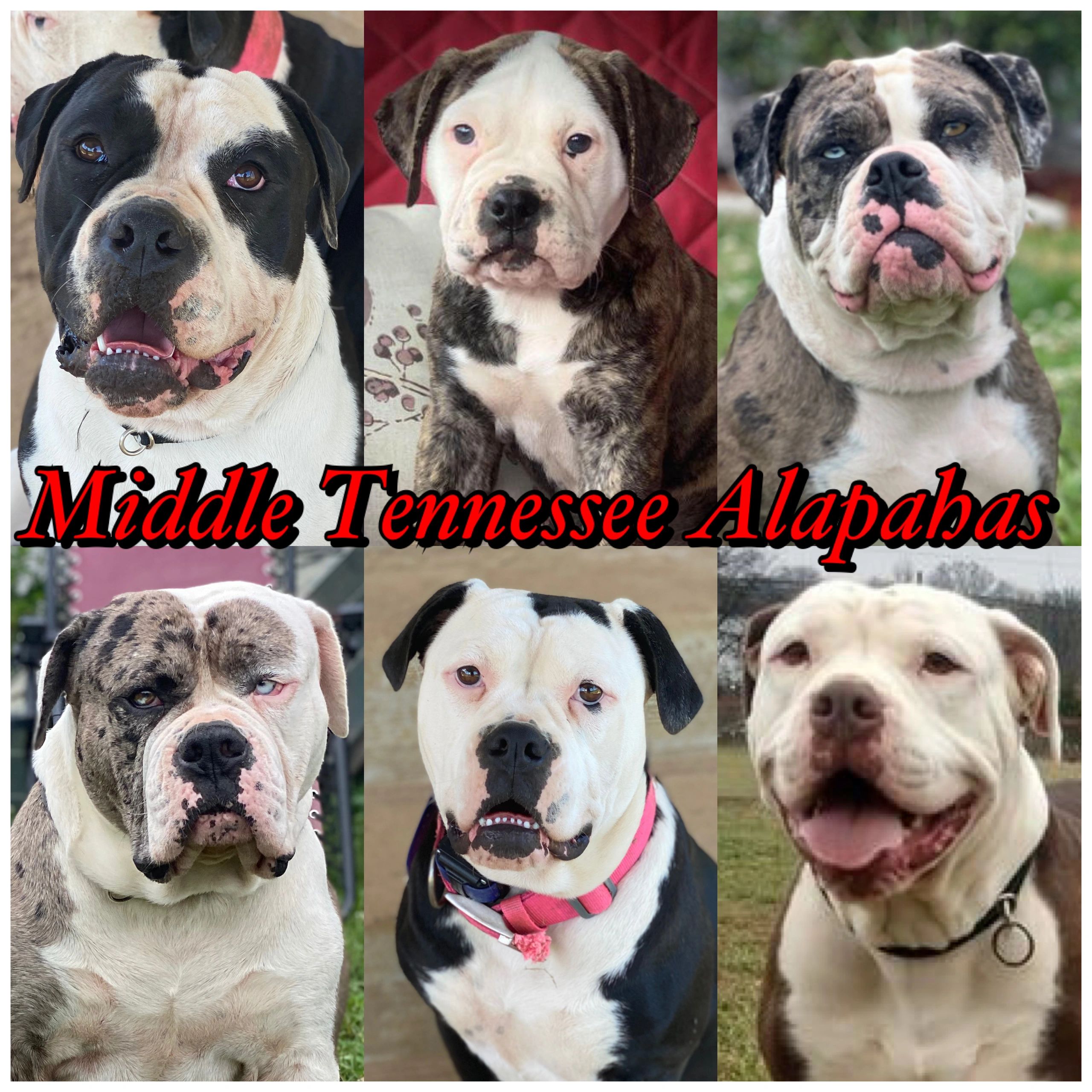 27 HQ Pictures Alapaha Blue Blood Bulldog Breeders / Alapaha Blue Blood Bulldog Breed Information History Health Pictures And More