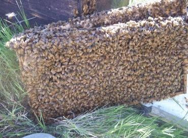 Nurse bees on a frame of brood.