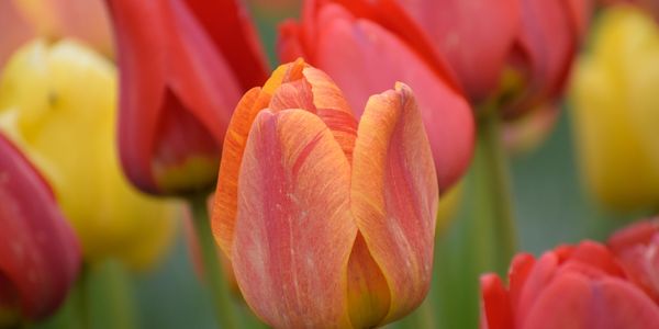 Close-up of a multicolored tulip with blurred tulips in background.