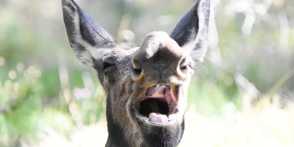 This Yellowstone Moose does not like an early wake-up call.