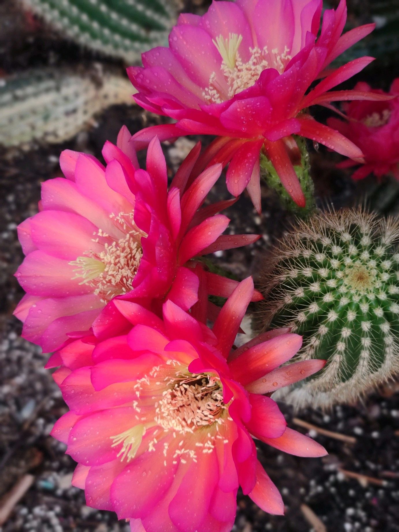 Blooming Cactus