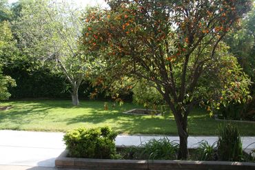 Lush backyard with trees and green grass