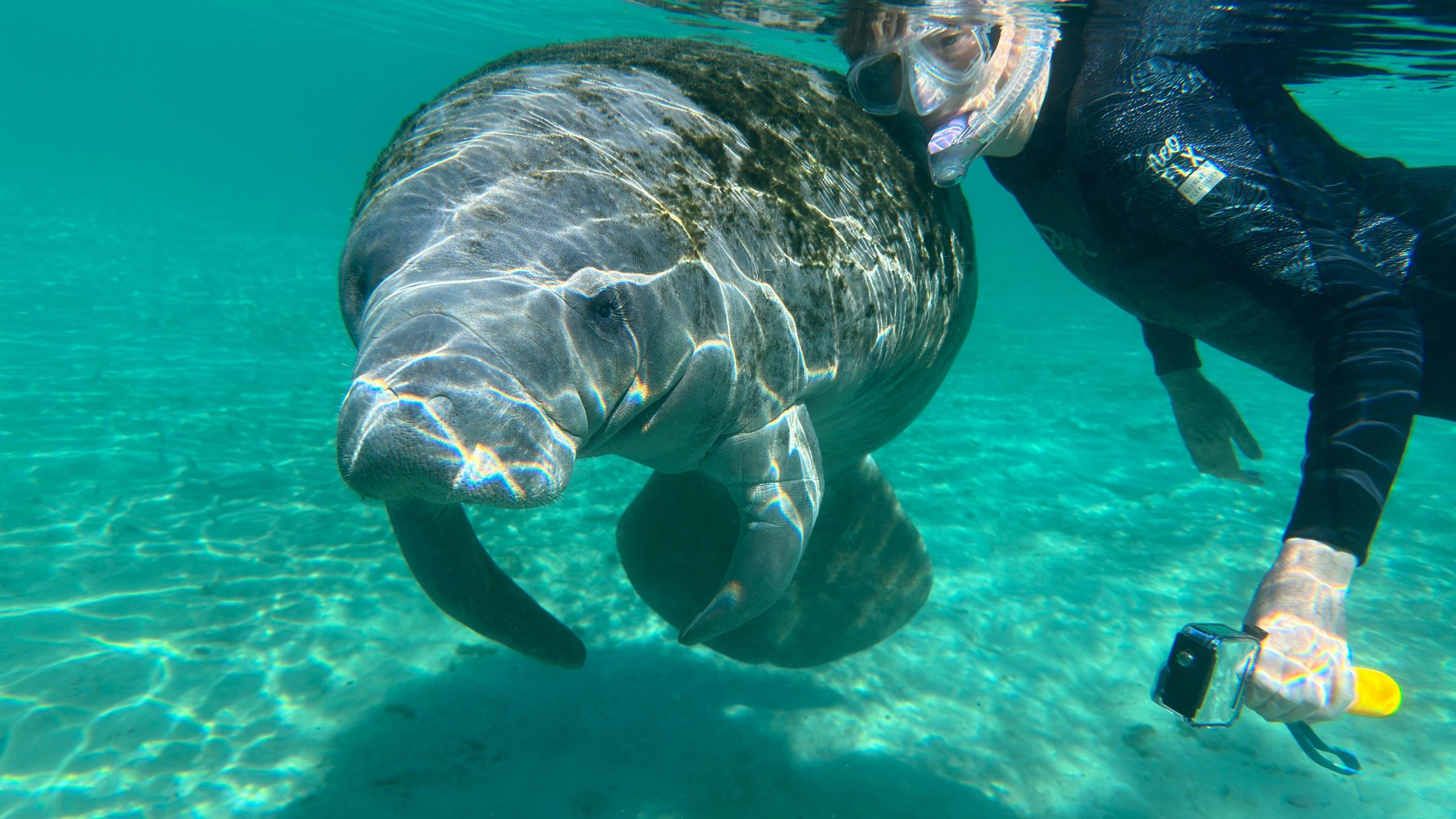 PADI COURSES NEAR YOU visual data 5