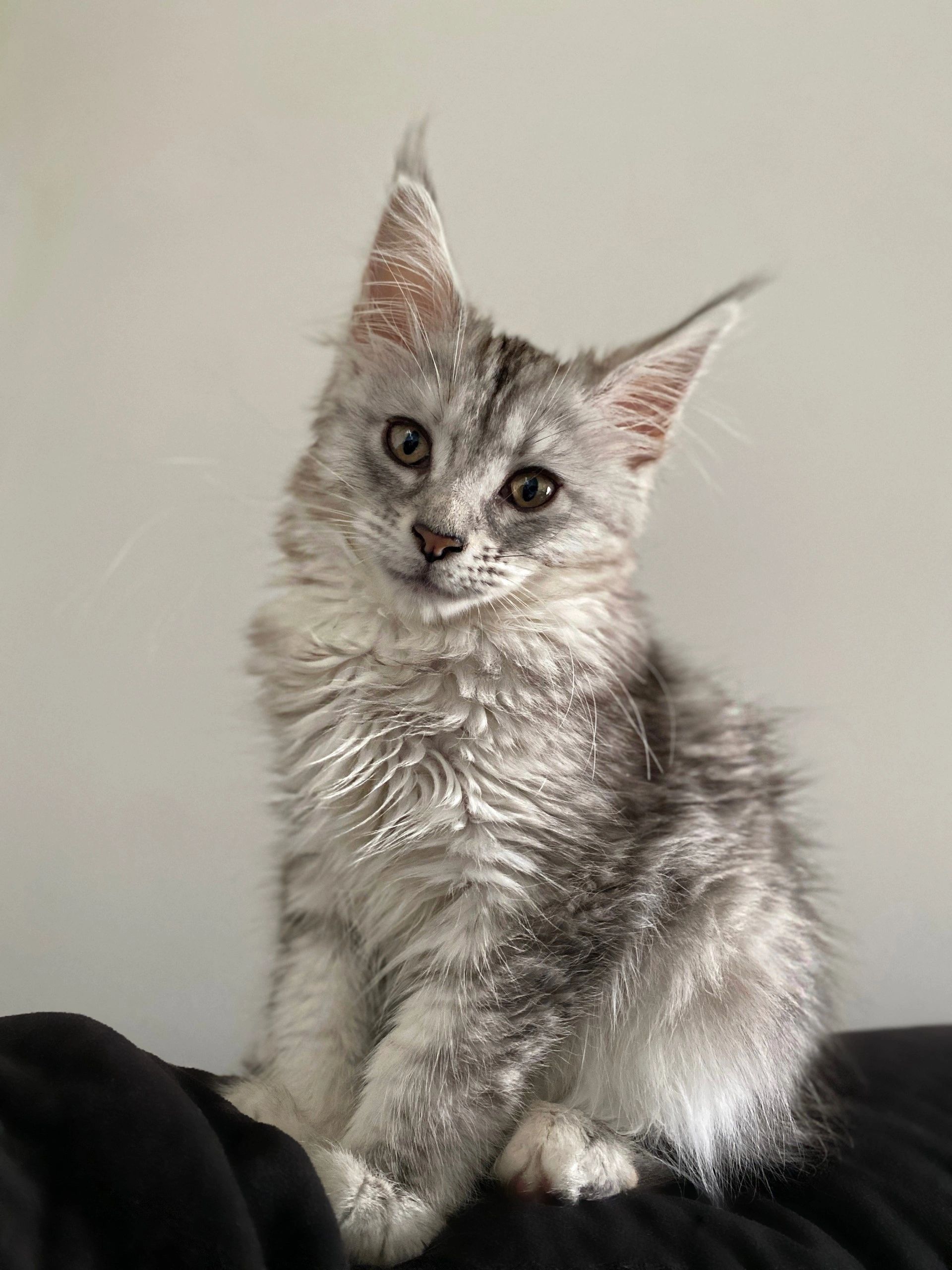 Maine Coons East Maines