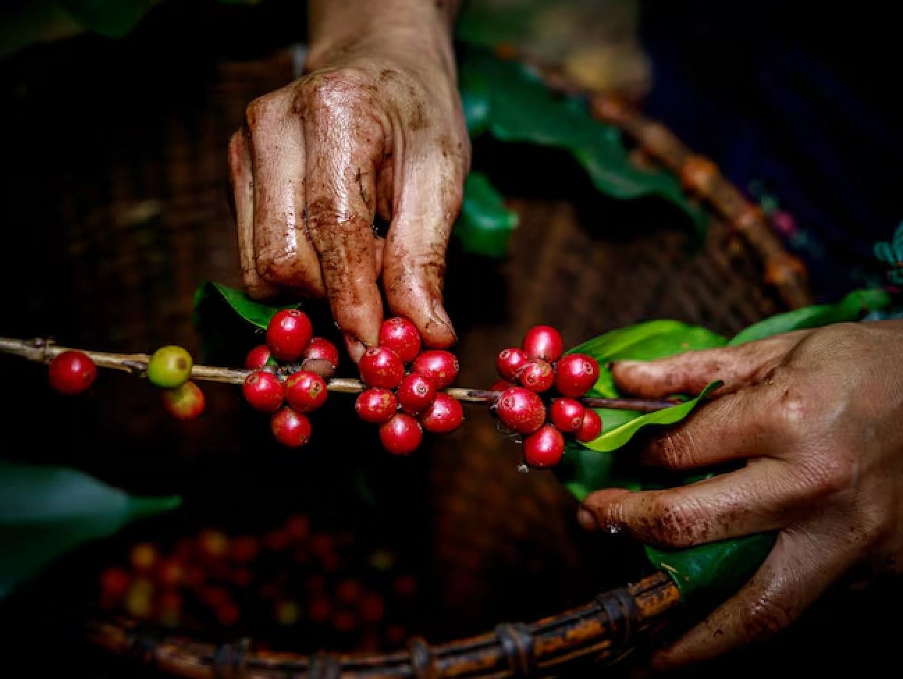 Organic coffee picking by hand City of Armenia, El Salvador