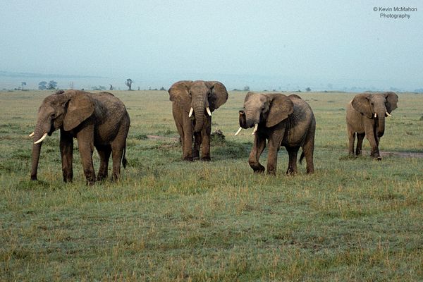 Kenya, Masai Mara, 4 elephants charging