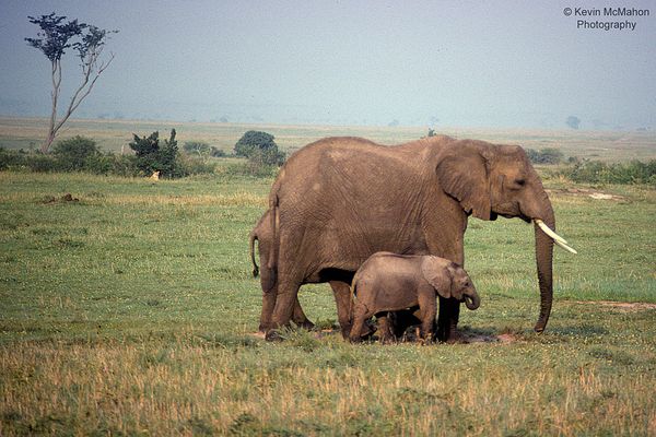 Kenya, Masai Mara, Elephant mother and baby, lion in background