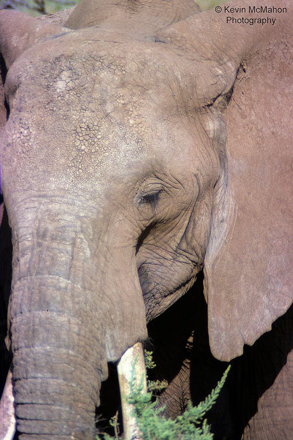 Kenya, Masai Mara, elephant close up