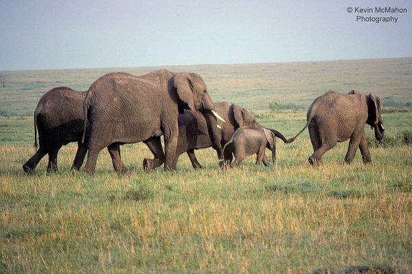 Kenya, Masai Mara, 5 elephants walking