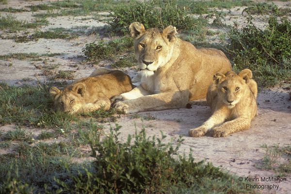 Kenya, Masai Mara, lioness and cubs