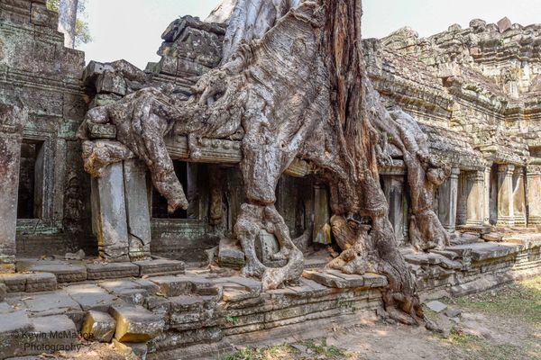 Cambodia, Angkor Wat Temple, giant tree