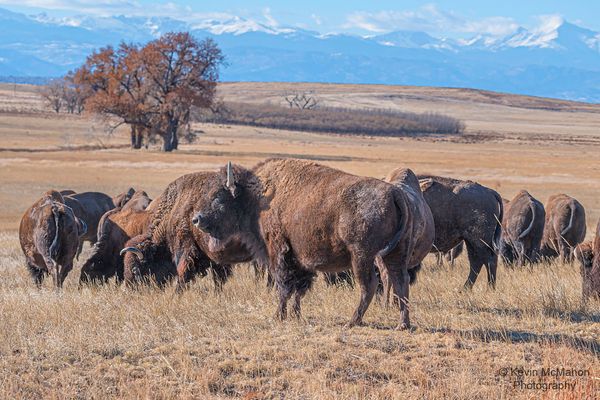 Rocky Mountain Arsenal, Rocky Mountains 