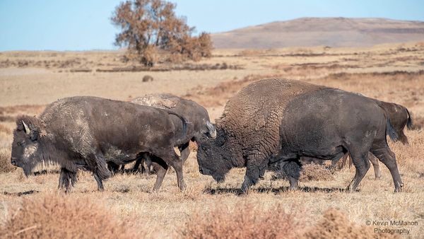 Rocky Mountain Arsenal, Bull and Cows