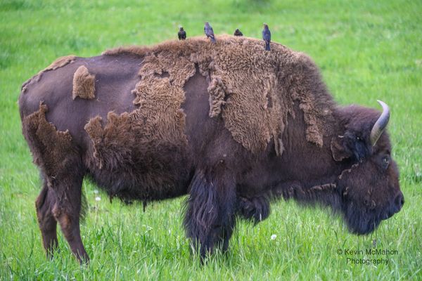 Colorado, Genesee, American Bison, buffalo, shaggy coat, birds