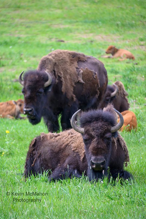 Colorado, Genesee, American Bison, buffalo, shaggy coat