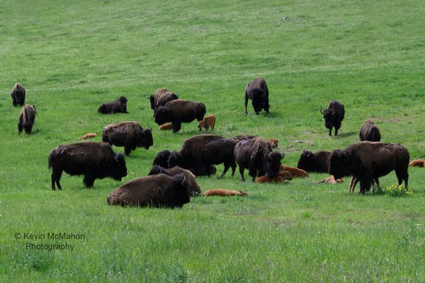 Colorado, Genesee, American Bison, buffalo, herd, calves