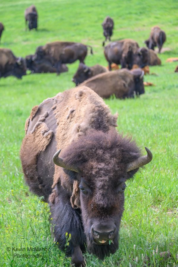 Colorado, Genesee, American Bison, buffalo, shaggy coat, 