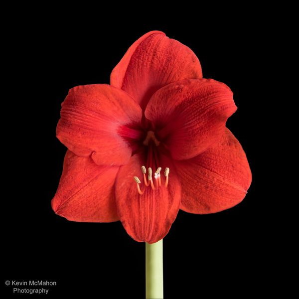 Colorado, Denver, Amaryllis, black background