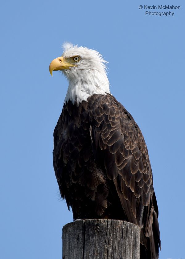 Colorado, Stagecoach Reservoir, Bald Eagle