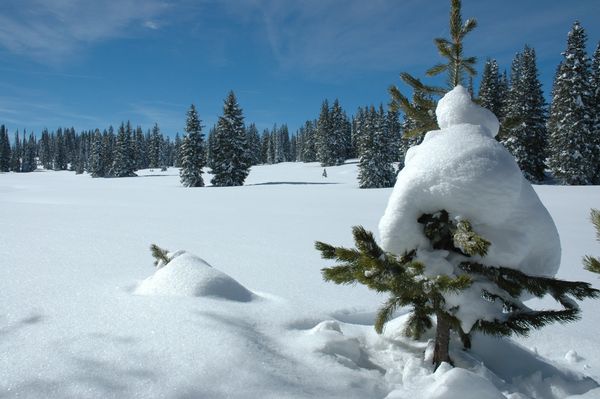 Colorado, Rabbit Ears Pass, winter, snow