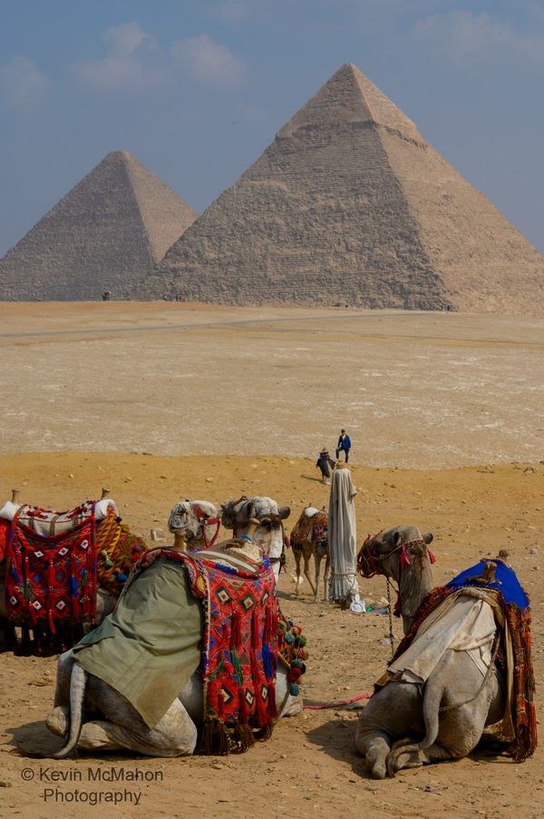 Egypt, Giza, Pyramids, camels, red rugs