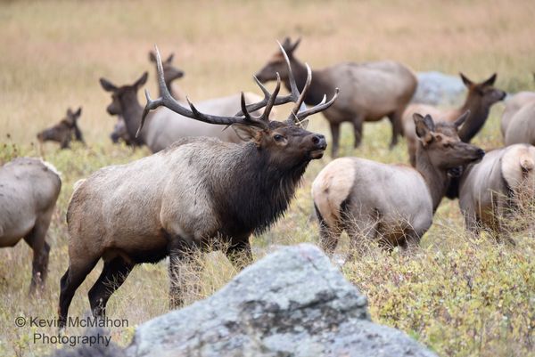 Colorado, Rocky Mountain Nat. Park, bull elk and harem
