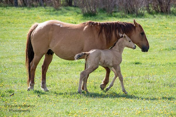 Colorado, Wolcott, Mother and Foal, horses, springtime