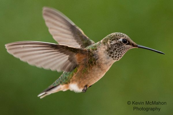 Mountain Hummingbird