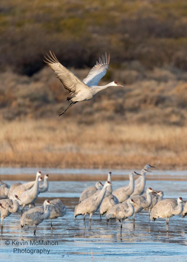 New Mexico, Bosque Del Apache, sandhill crane taking off