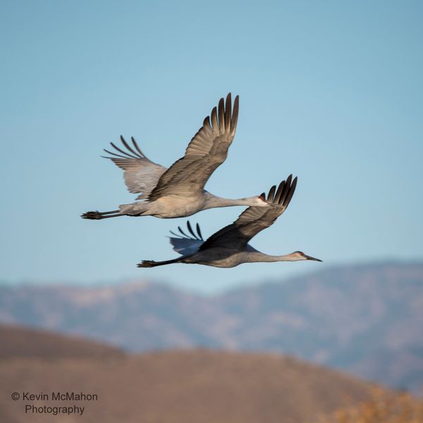New Mexico, Bosque Del Apache, pair of sandhill cranes flying