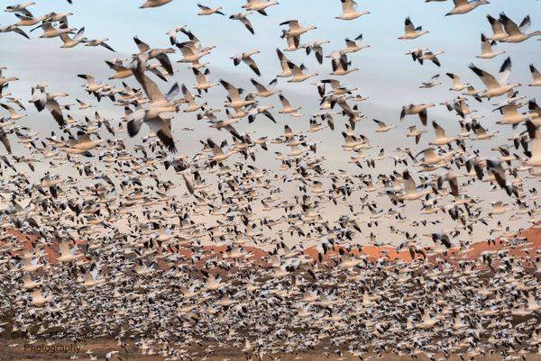 New Mexico, Bosque Del Apache, Snow Geese, mass takeoff