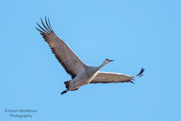 Nebraska, Grand Island, sandhill crane overhead