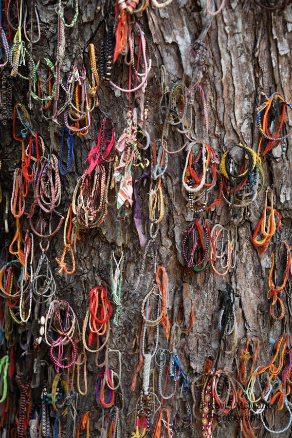 Cambodia, Phnom Penh Killing Fields, bracelets on killing tree