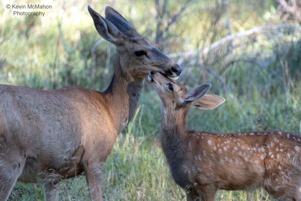 Colorado, Rocky Mountain Nat. Park, mother and fawn kissing